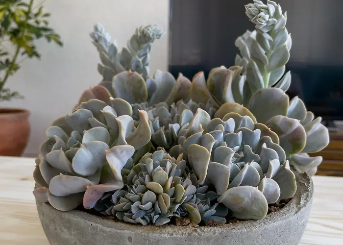 Appartement Mesude Hanim 